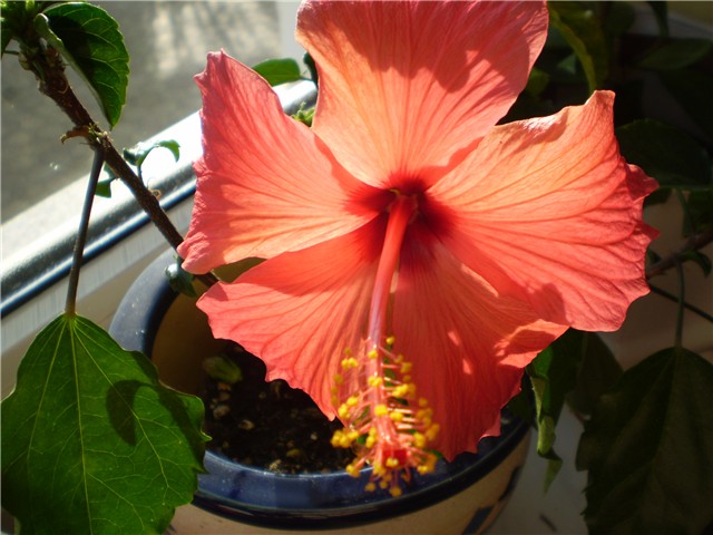 hibiskus